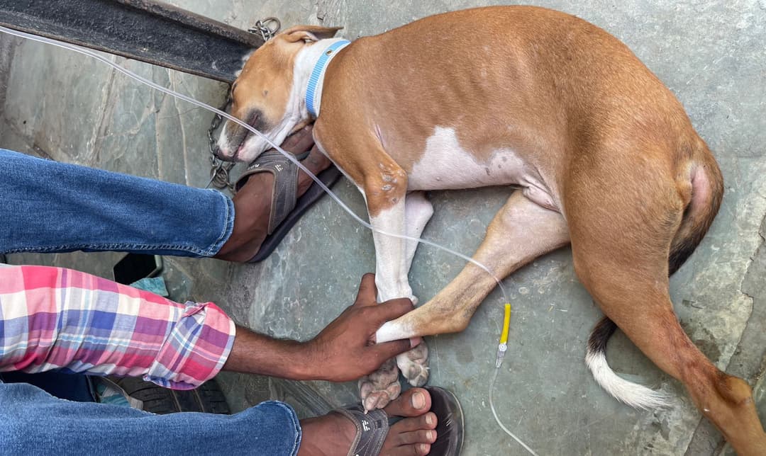 rescue-gallery-2-1