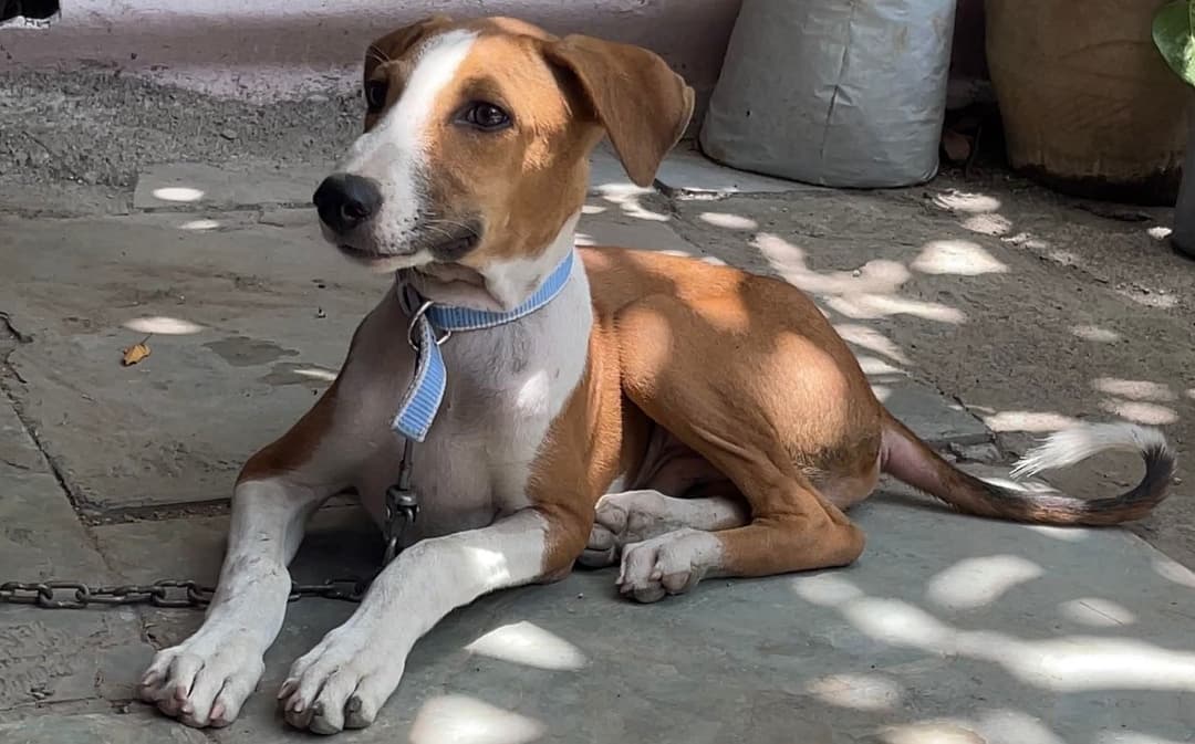 rescue-gallery-2-2